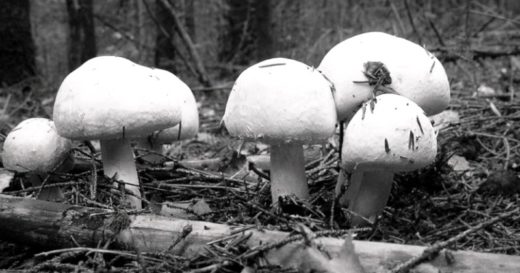 24 октября 1982 года страница «Красный сундучок» газеты "Кировская правда" предлагала жителям области, несмотря на первый снег, отправиться за грибами в лес. 