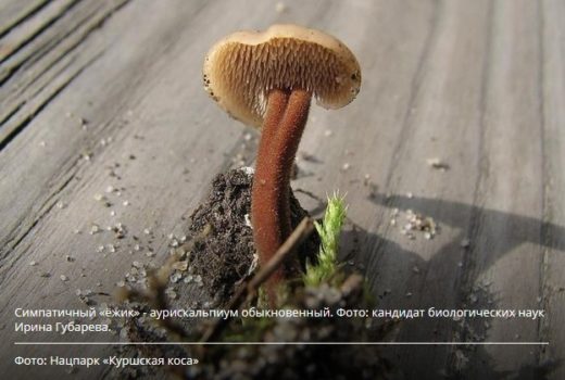 На Куршской косе, на территории национального парка, найдены необычные грибы из группы ежовиковых, имеющие плодовые тела со спороносным слоем на шляпках.