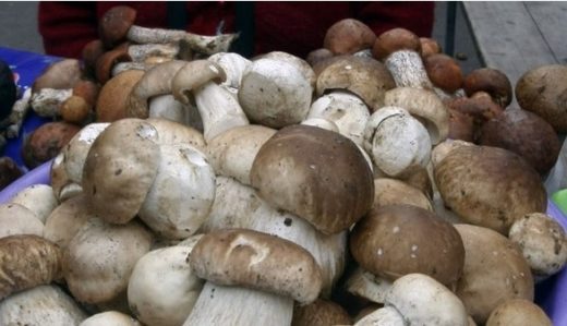 Четверть россиян регулярно собирает грибы, при этом 5% ходят в лес несколько раз в неделю, 13% — в месяц, 6% — раз в месяц, 22% — несколько раз в год.