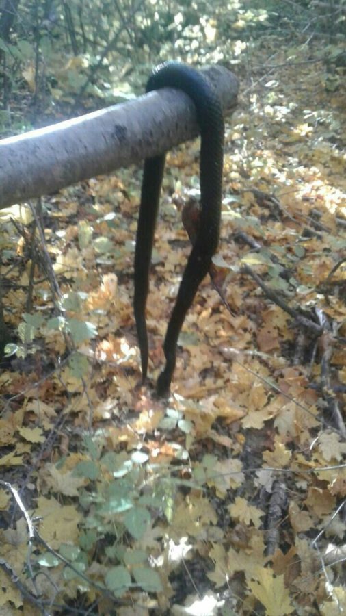 Чистополец пошел в лес за грибами и наткнулся на змей (фото)
