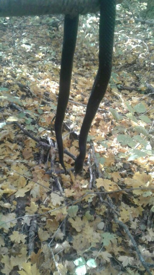 Чистополец пошел в лес за грибами и наткнулся на змей (фото)