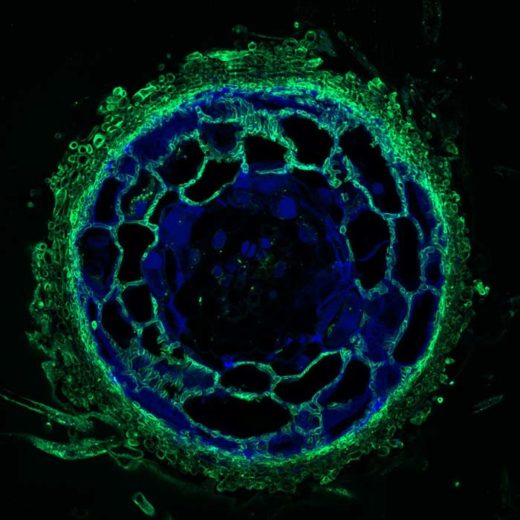 Современная микориза: грибной мицелий (зелёным), окутывающий кончик корня сосны и проникающий в промежутки между корневыми клетками. (Фото Maira de Freitas Pereira, INRA Nancy.)