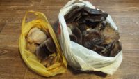 Воронежец под новый год собрал в лесу 5 кг грибов