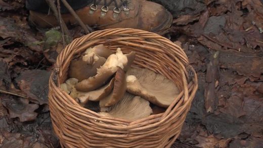 В Подмосковье лесники собирают полные корзины грибов