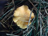 В лесах под Ольштыном в январе выросли грибы лисички
