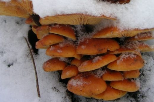 Смоленские грибники собирают опята в парках областного центра, сообщает телекомпания ГТРК «Смоленск».