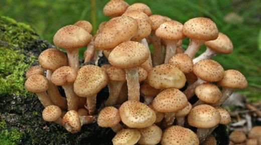 Ученые АлтГУ разрабатывают мобильные передвижные комплексы по выращиванию съедобных грибов