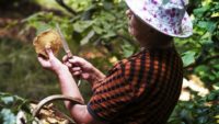 "Боровичок-налоговичок": На ягоды и грибы введут новый побор