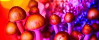 Почему некоторые грибы стали «волшебными»
