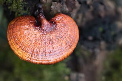 Огромный дикорастущий гриб линчжи (Ganoderma lucidum) нашли в высокогорном районе, его вес — 4,2 кг, а диаметр достигает 80 см