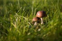 Роспотребнадзор советует не собирать старые и червивые грибы