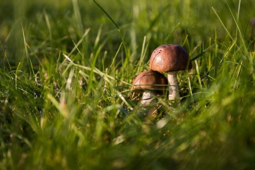 В продаже стали появляться первые грибы, поэтому специалисты управления Роспотребнадзора по Томской области напоминают о правилах безопасности при сборе и приготовлении грибов