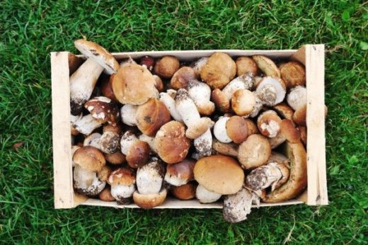 Депутаты Госдумы решили, что нынешнее лето последнее, когда можно бесплатно собирать грибы и ягоды