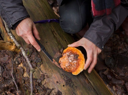 Датская фирма Novozymes использует грибы для создания более мощных, экологичных и эффективных стиральных порошков.