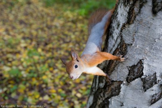 В Томской области из-за плохого урожая кедрового ореха эксперты отмечают перекочевку белок и соболей в неестественную среду в поисках еды.