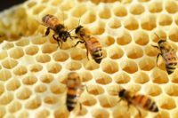 Могут ли грибы помочь в защите здоровья пчел?