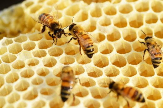 Американские ученые протестировали воздействие экстрактов из гриба рейши на здоровье пчелиных колоний.