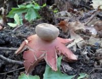 В Курском заповеднике начали расти редкие грибы