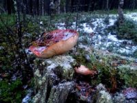 Жители Мурманска готовы собирать грибы, несмотря на снег