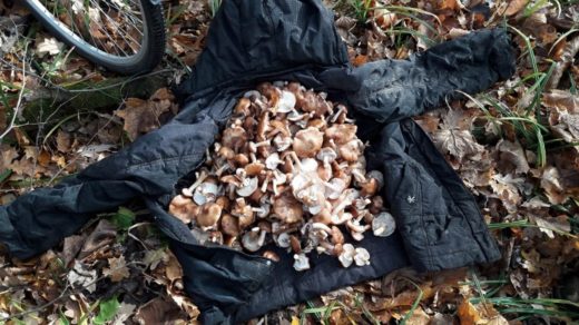 30 грибников оштрафовали за выходные в воронежском заповеднике