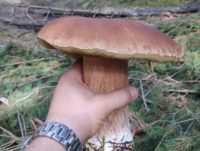 Килограммовый гриб-гигант обнаружил в лесу воронежец