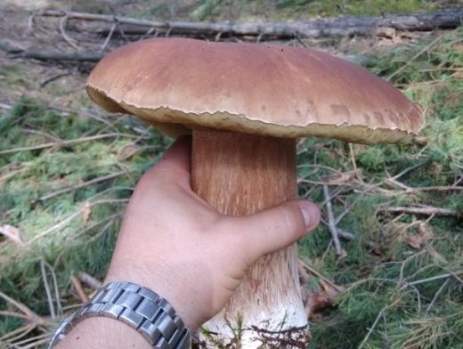 Воронежец похвастался белым грибом-гигантом, ножку которого едва можно обхватить рукой.