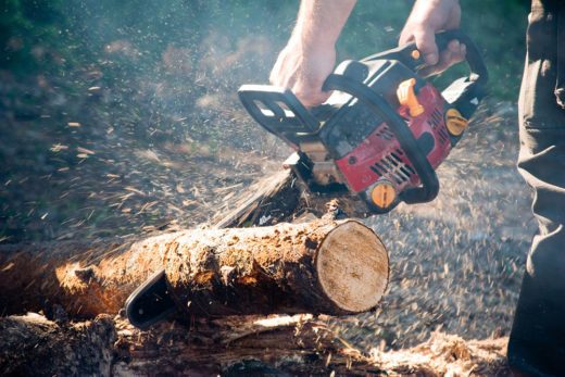 С 1 января 2019 года россияне получили право бесплатно собирать в лесах валежник - лежащие остатки стволов деревьев, сучьев.