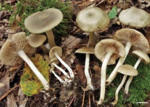 Энтолому чащобную, новый вид гриба, обнаружили в грабово-папоротниковом лесу в ущелье реки Безымянка на территории Аибгинского участкового лесничества.