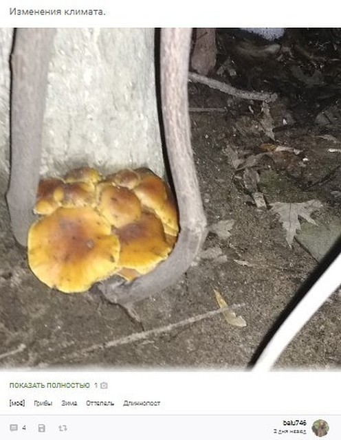 Воронежец во время зимней прогулки неожиданно наткнулся на грибы.