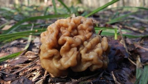 С началом весны в лесах Подмосковья появились первые весенние грибы – строчки и сморчки, однако эти грибы ядовиты, если их не обработать специальным образом