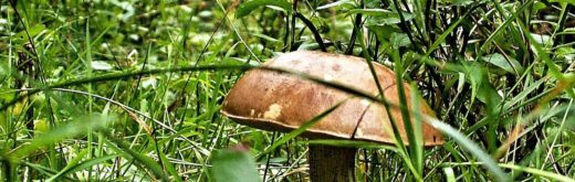 Когда пойдут первые летние грибы в подмосковных лесах в 2019 году, узнала корреспондент РИАМО