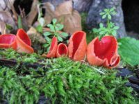 В парке «Покровское-Стрешнево» обнаружили диковинные грибы