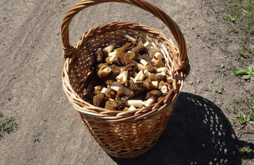В Новосибирске начался грибной сезон — жители города и области делятся на форумах, где сейчас можно найти первые весенние грибы сморчки.
