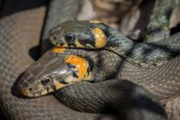 Опасные гады. Какие змеи водятся в Тверской области и как от них спасаться?
