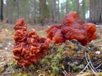 В ярославских лесах начался грибной сезон