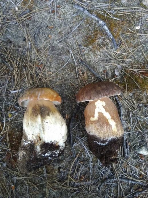 Сбор грибов в Бресте начался: белые, лисички и подосиновики