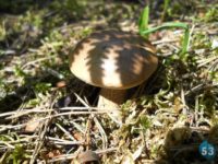В Новгородской области на два месяца раньше нормы появились некоторые виды грибов