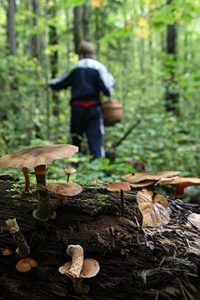 Тест iПоГрибы: "Ощущение, что я не грибы собираю, а радиацию ищу"