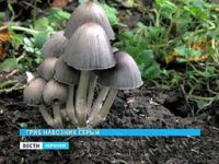 В воронежском лесу появился редкий вид грибов – навозники
