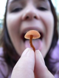 С начала года в Беларуси 92 человека отравились грибами