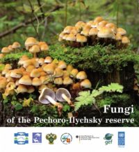 Книгу о грибах Печоро-Илычского заповедника издали на английском языке