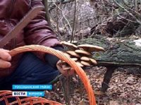 Жители россошанского села Морозовка ходят по грибы зимой