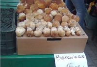 DELFI Reporter: Первый урожай белых грибов для богатых гурманов