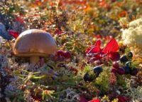 Россияне предпочитают отдыхать в лесу, собирая грибы и ягоды