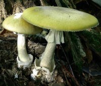 Ядовитые грибы-убийцы ждут воронежцев в окрестных лесах