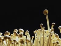 Производство мицелия съедобных грибов относится к сельхоздеятельности