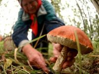 На украино-белорусской границе закончился упрощенный пропуск сборщиков грибов и ягод