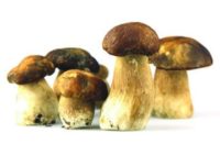 Так ли вредны дикорастущие грибы для человека