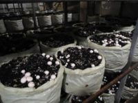 Специалисты Россельхознадзора проверили предприятие по выращиванию шампиньонов в Удмуртии