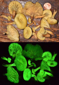 Светящиеся в темноте грибы заново обнаружены спустя 170 лет